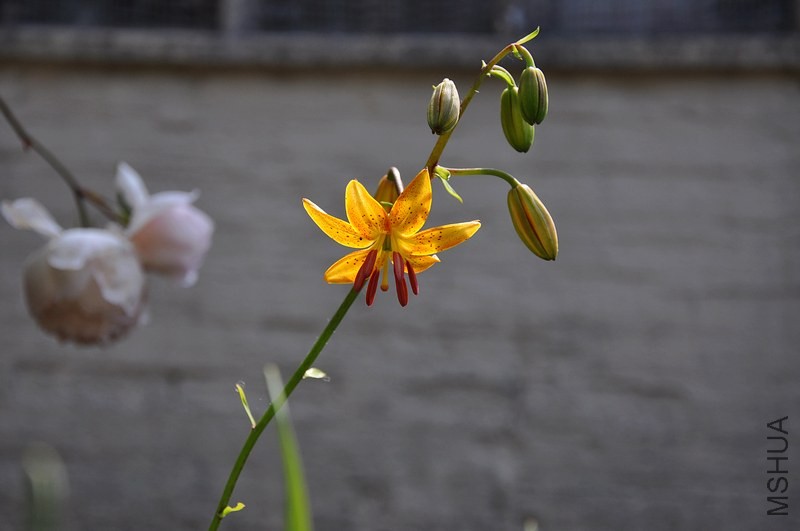 DSC_0096.jpg