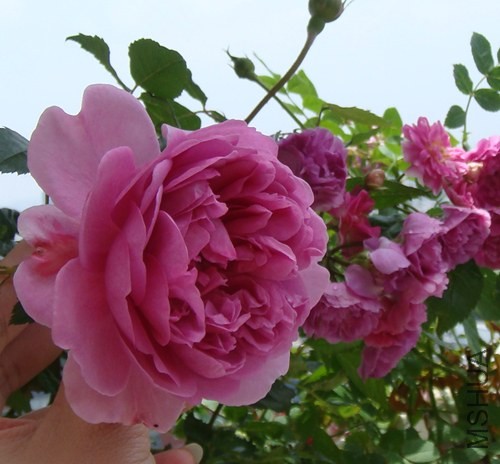 DSC05979_����.jpg