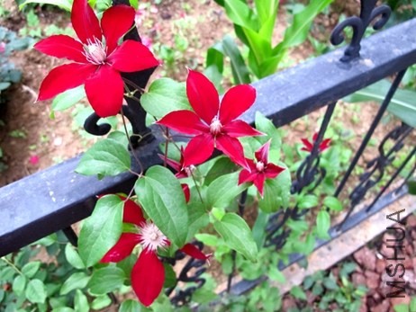 IMG_7081.JPG