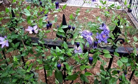 psb (1).jpg