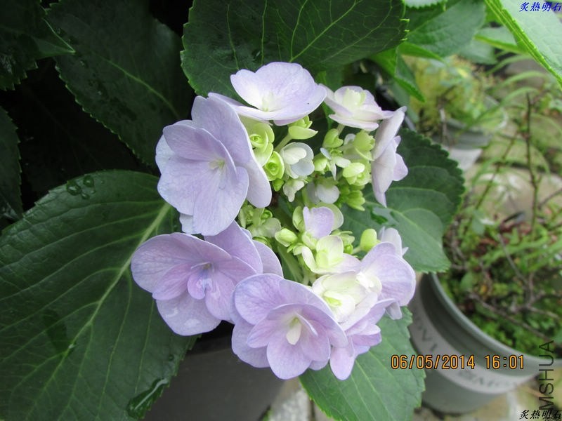 IMG_7677_nEO_IMG.jpg