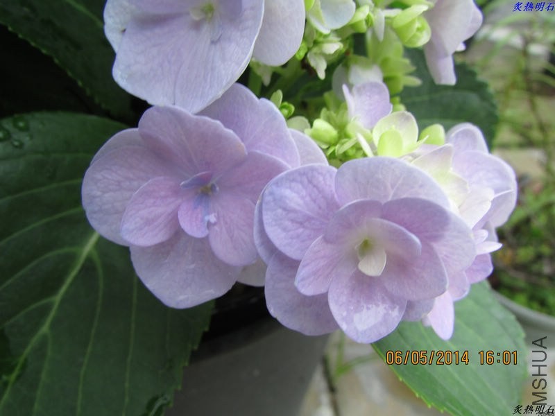 IMG_7679_nEO_IMG.jpg