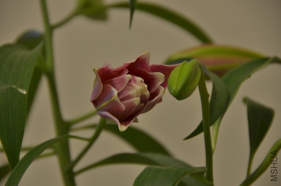 psb (10).jpg