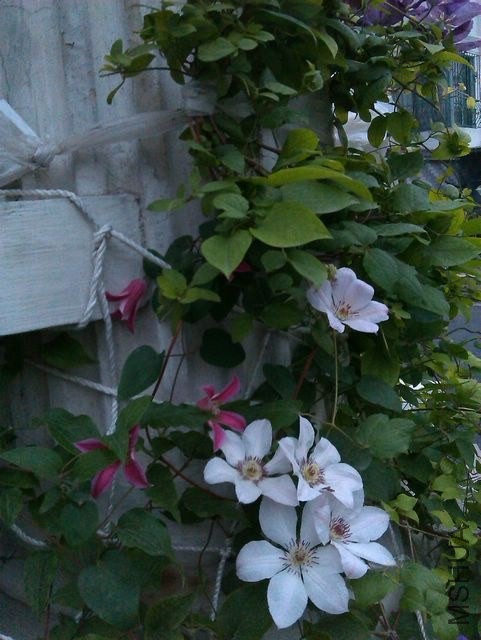 IMAG1044_nEO_IMG.jpg