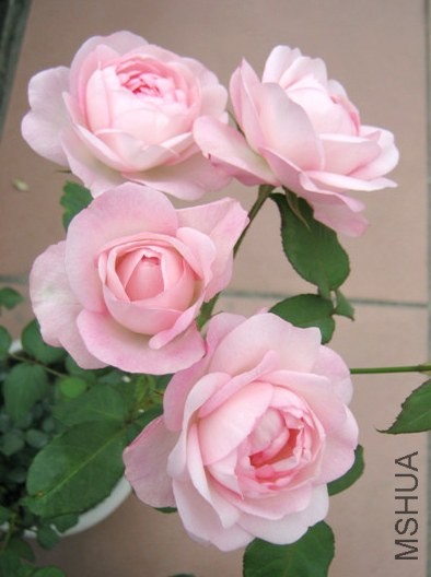 ��ݮ���ʱ� (1).jpg