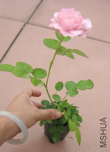 ��ݮ���ʱ� (3).jpg