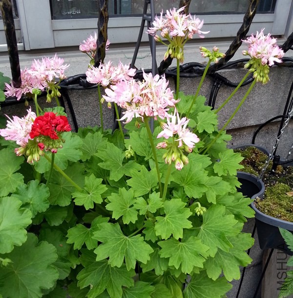 ���ÿ���Win Ellison20140604A.jpg