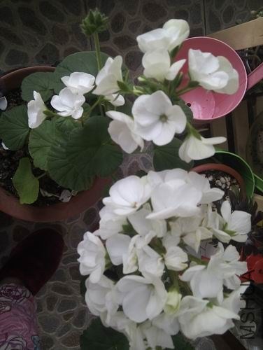������С IMG_20130424_064318.jpg