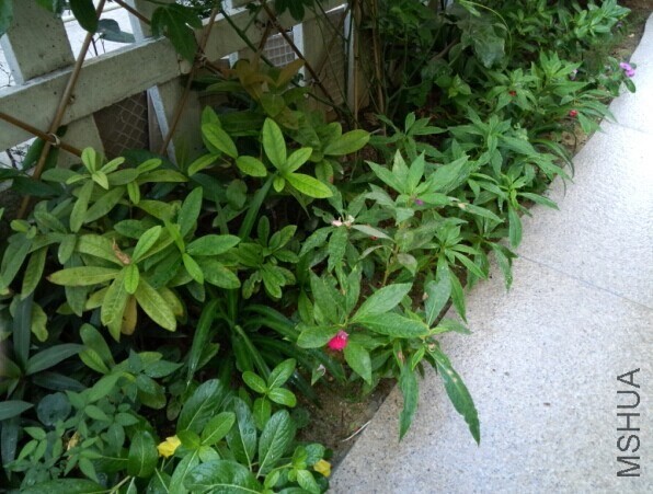 ������С����