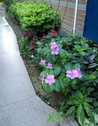 ������С����