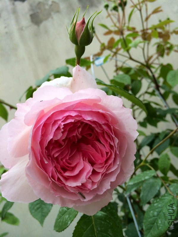 ���� ���.JPG