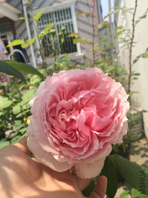 �������     .JPG