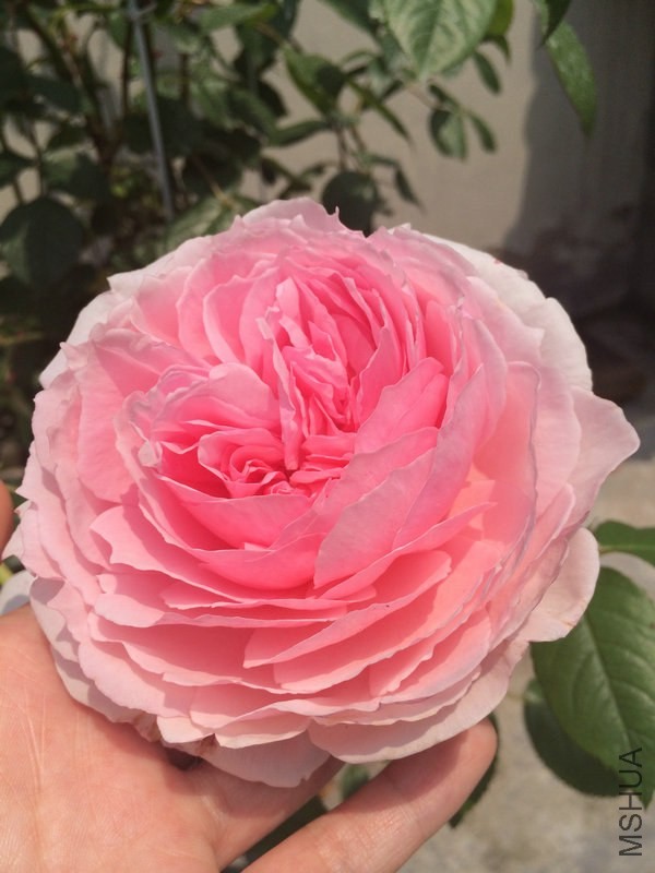 ������� .JPG