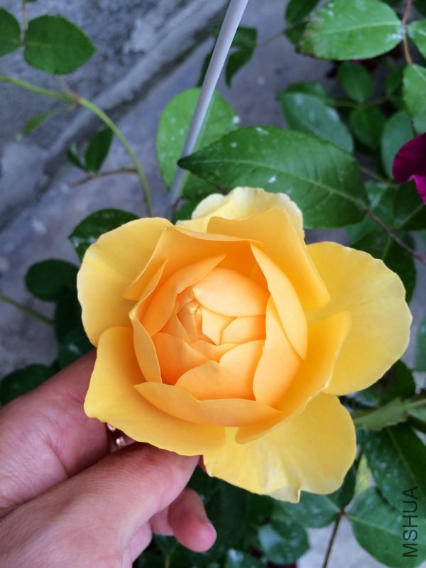 ����   ˹.JPG