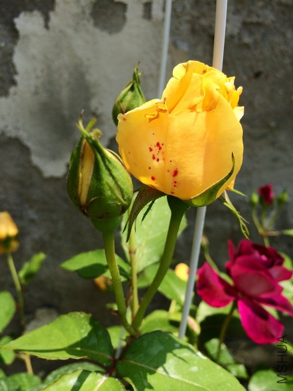 ����˹     .JPG