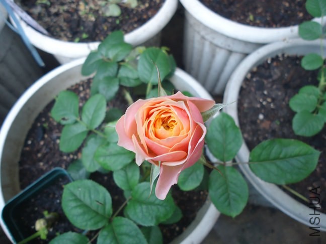 DSC01864.jpg