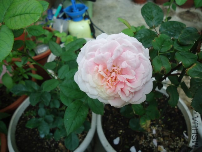 DSC01888.jpg