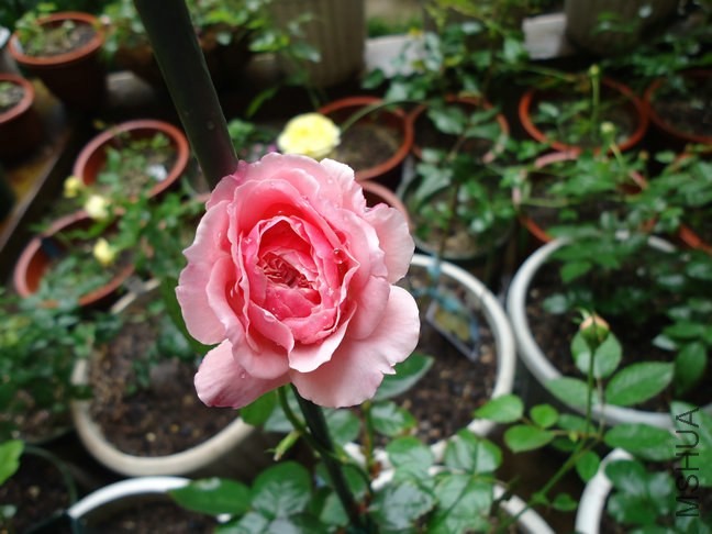 DSC01857.jpg