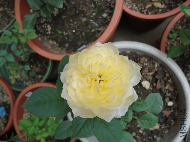 DSC01900.jpg
