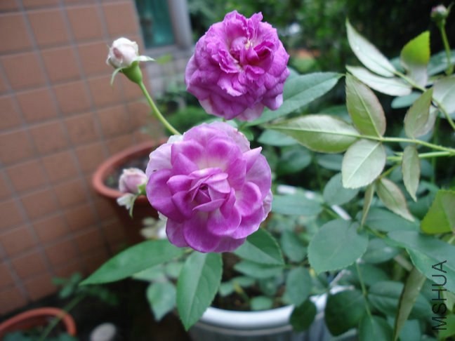 DSC01848.jpg
