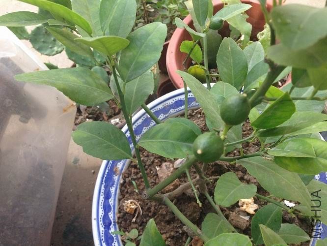 ������С IMG_2372.jpg