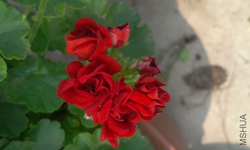 2014-06-03 14.26.47.jpg