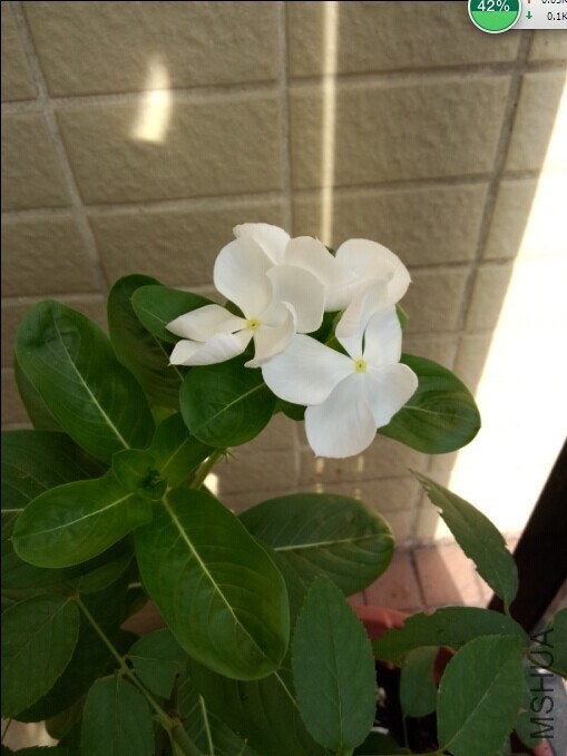 ��ɫ������