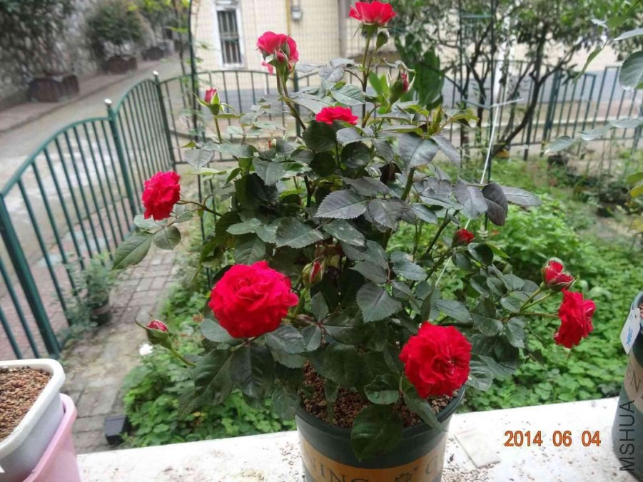 DSC02002.jpg