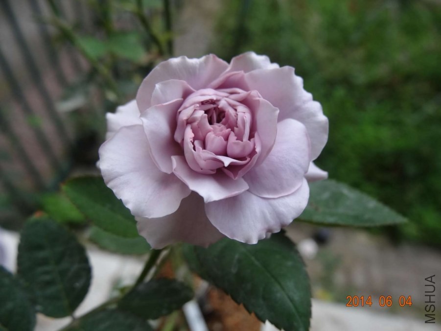 DSC02004.jpg