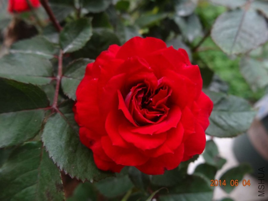 DSC02005.jpg