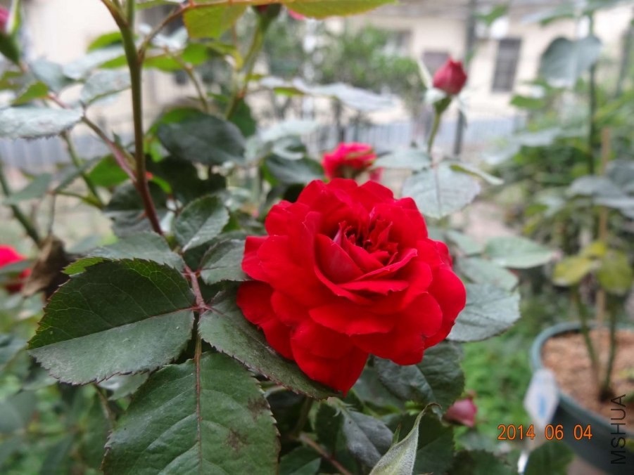 DSC02006.jpg