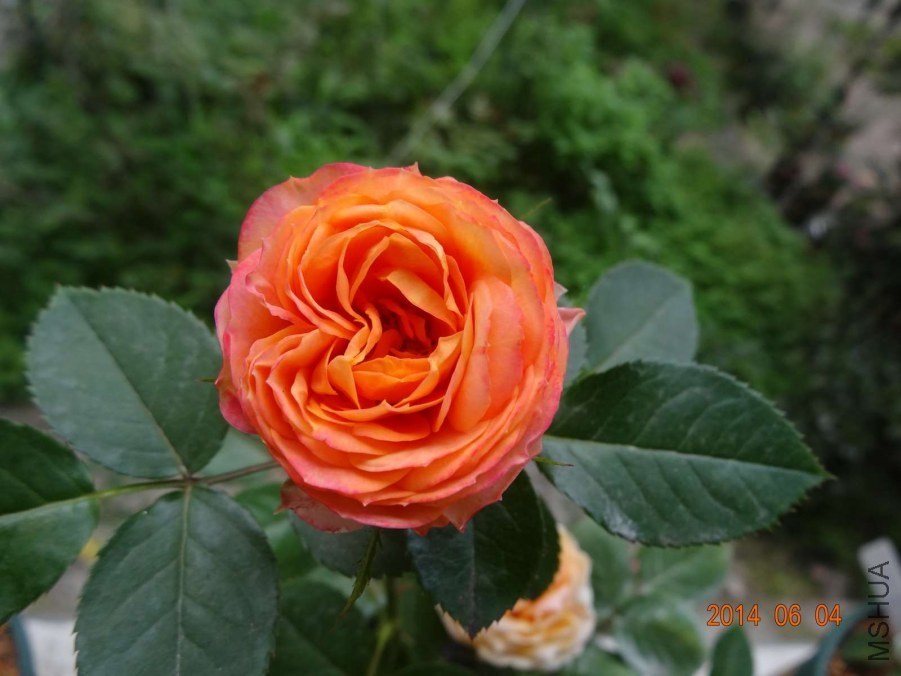 DSC02010.jpg