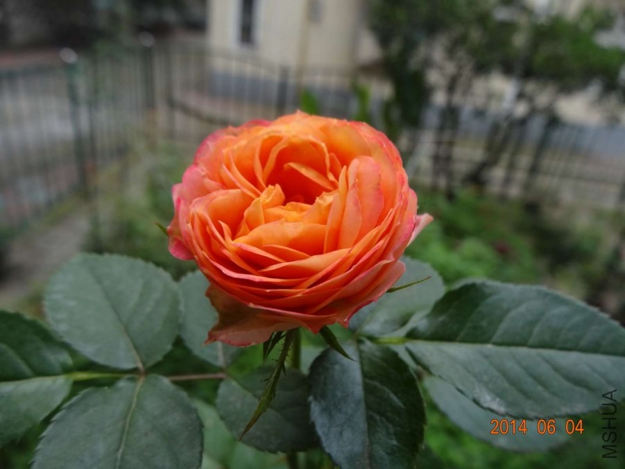 DSC02012.jpg