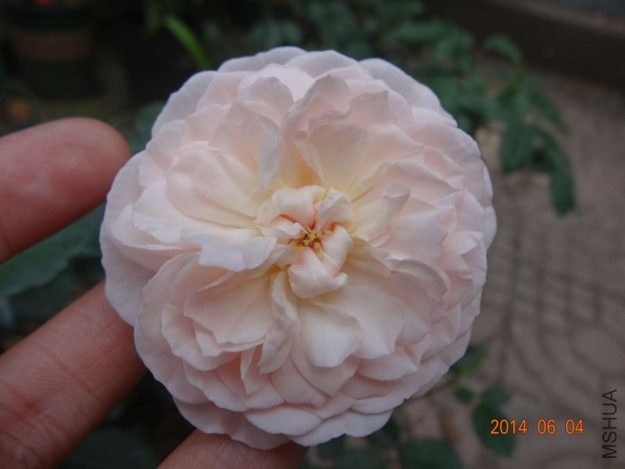 DSC02013.jpg