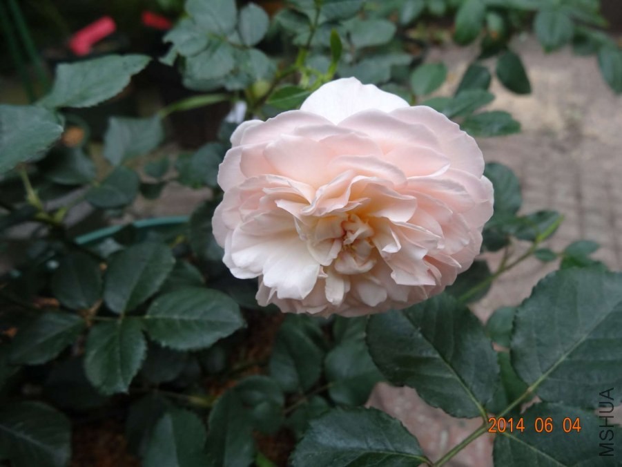 DSC02014.jpg