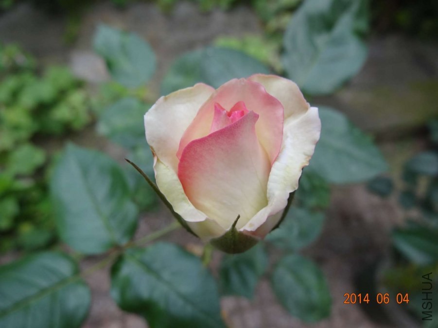DSC02015.jpg