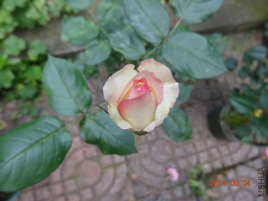 DSC02016.jpg
