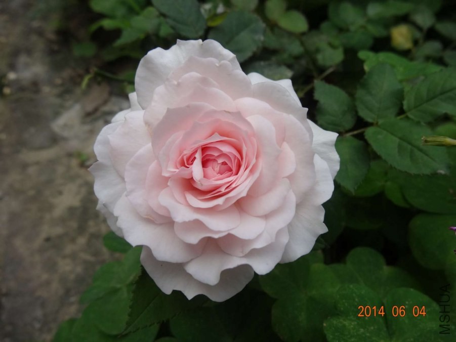 DSC02019.jpg