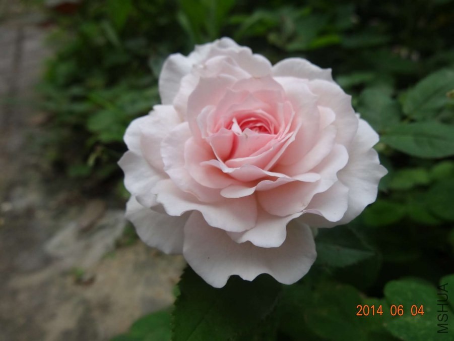 DSC02020.jpg
