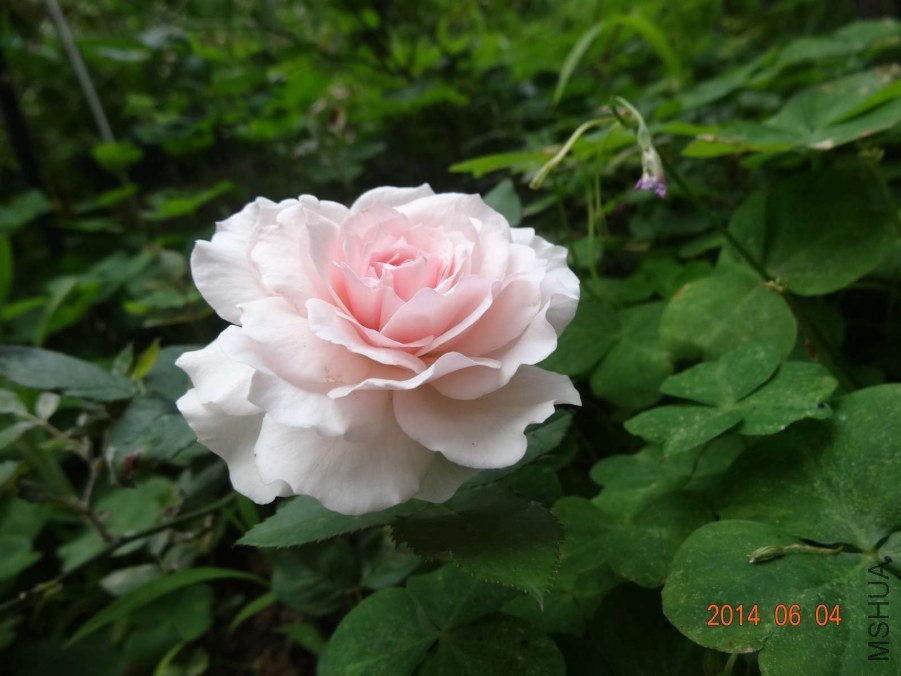 DSC02021.jpg