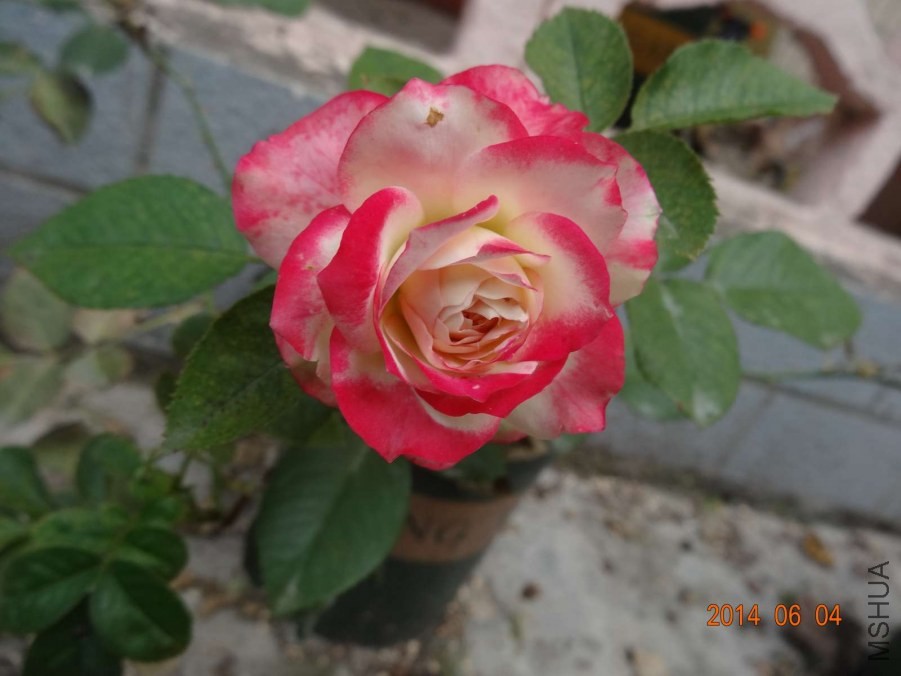 DSC02023.jpg