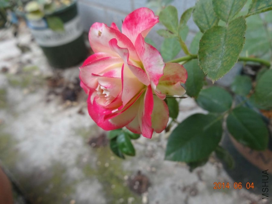 DSC02024.jpg