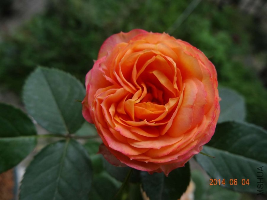 DSC02025.jpg