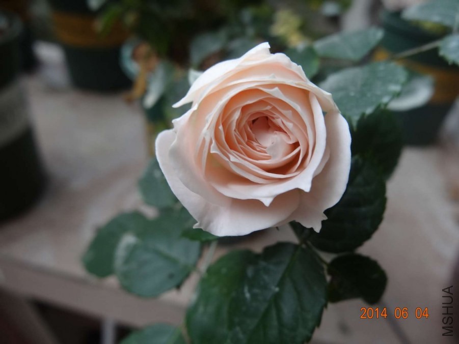 DSC02026.jpg