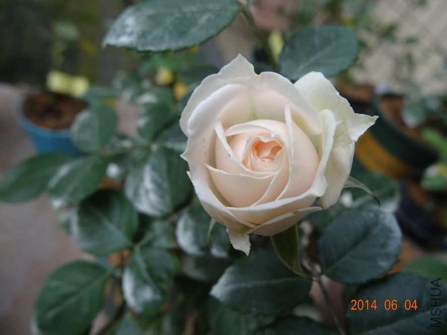 DSC02027.jpg