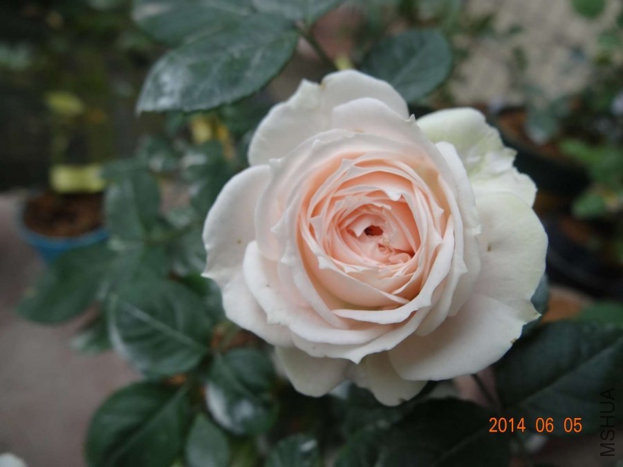 DSC02029.jpg