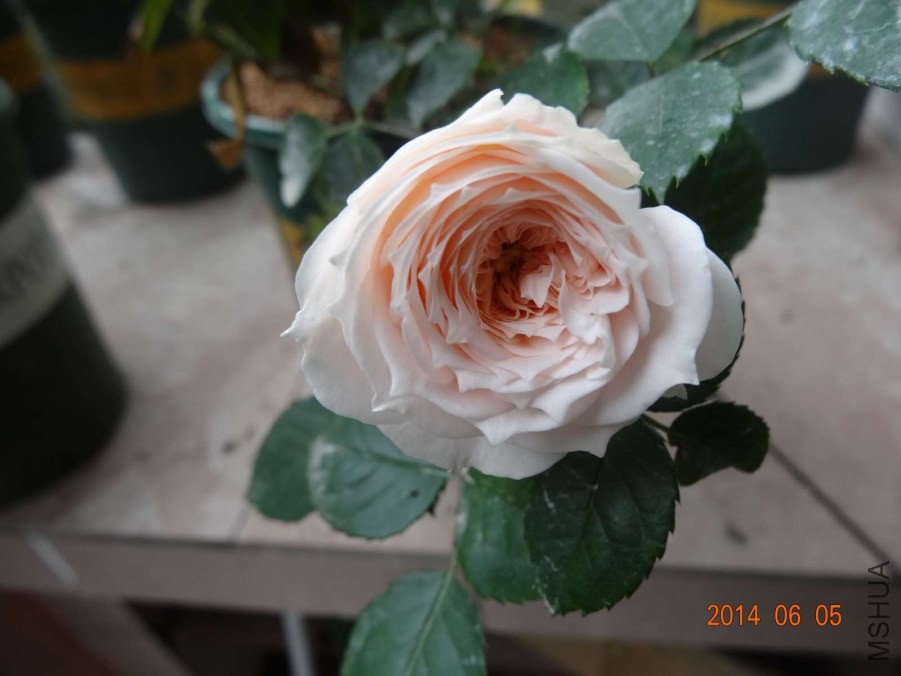DSC02030.jpg