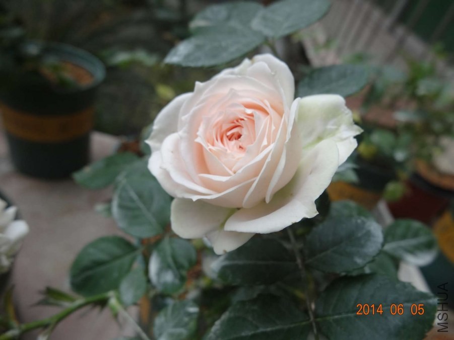 DSC02032.jpg