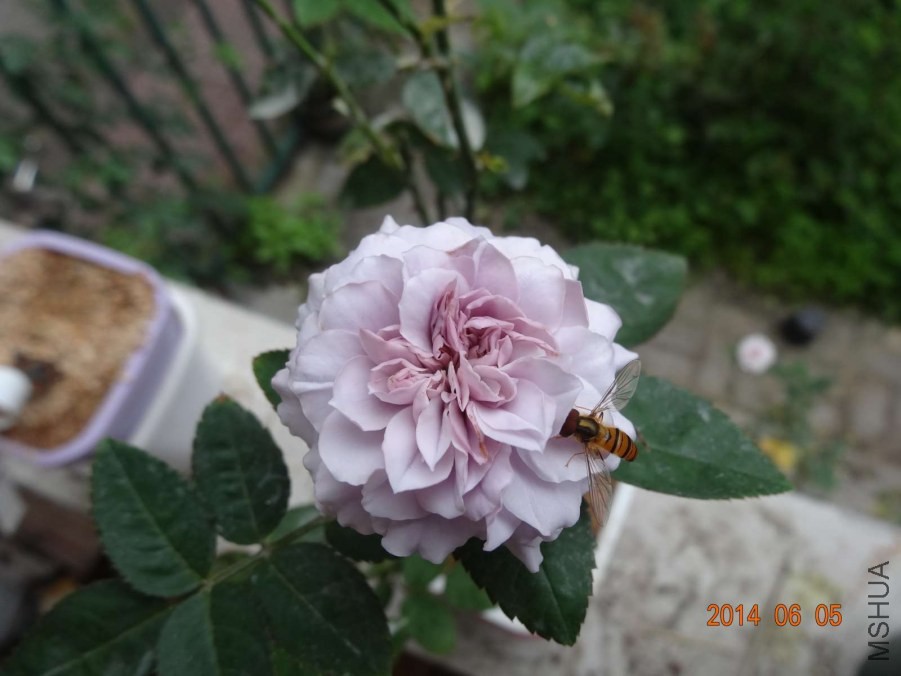 DSC02033.jpg