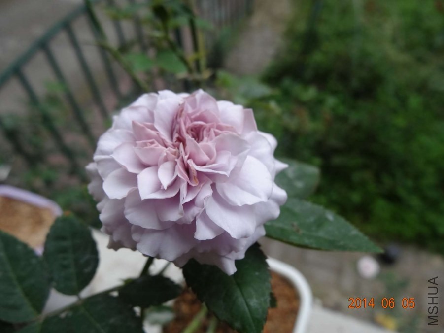 DSC02035.jpg